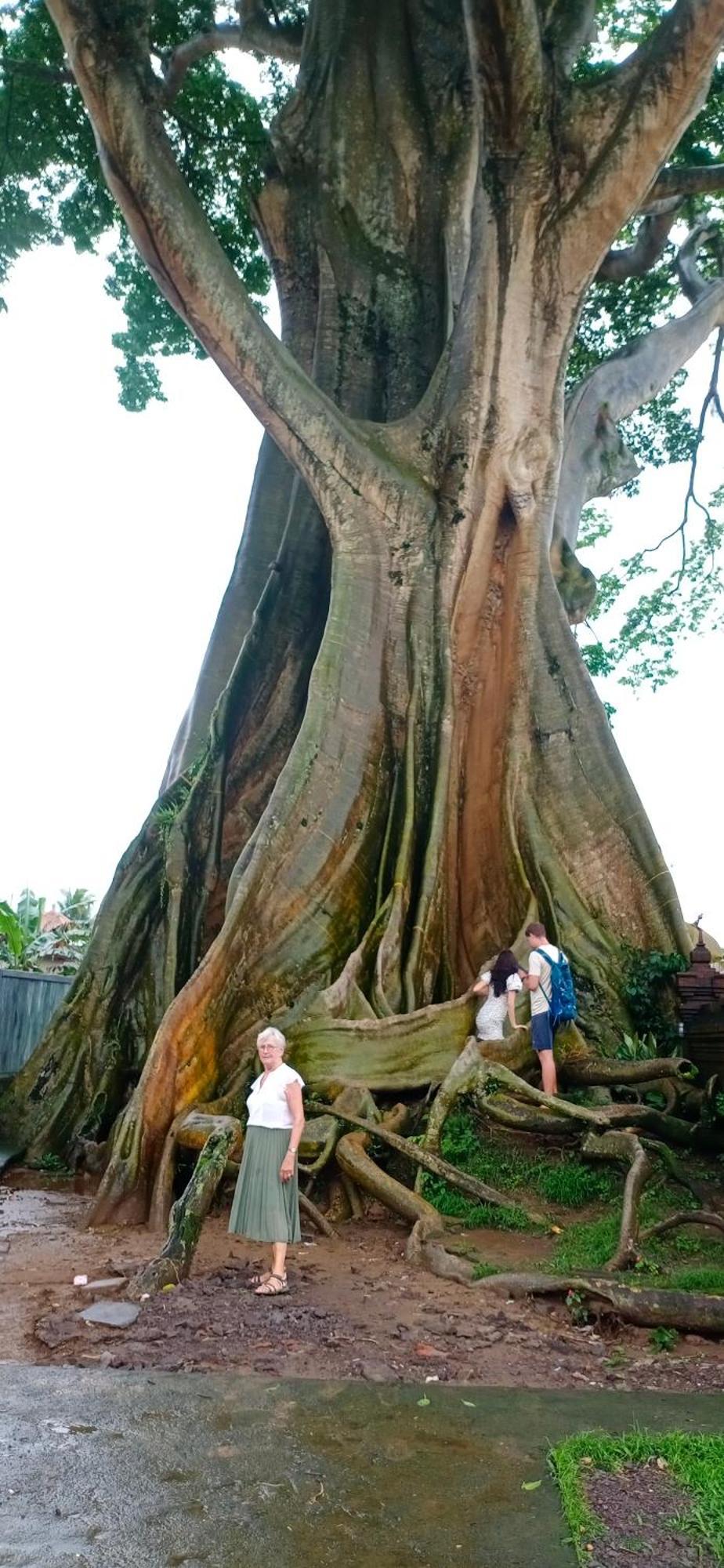 Mon Reve * Ubud (Bali)